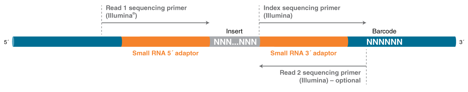 small rna primer schematic