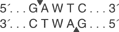 Tfi-I-cutsite_1