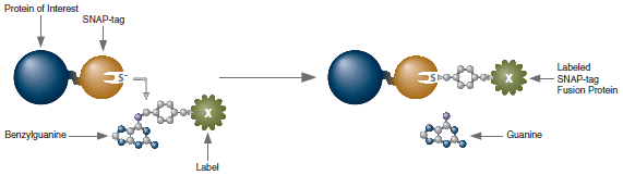 Figure 1: SNAP-tag Reaction