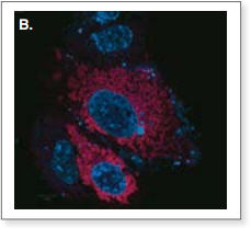 Figure 3: Live cell imaging of SNAPf Fusion Proteins