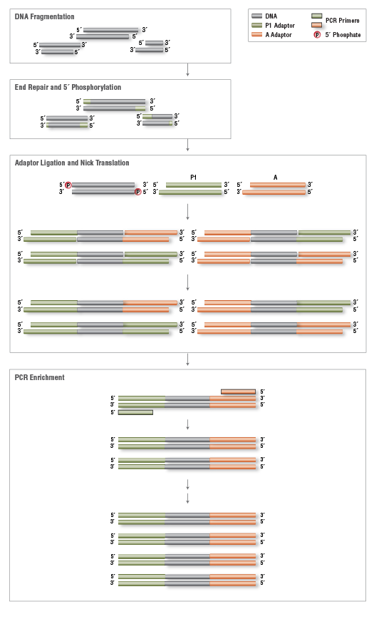 DNA Library Preparation Workflow for Ion Torrent