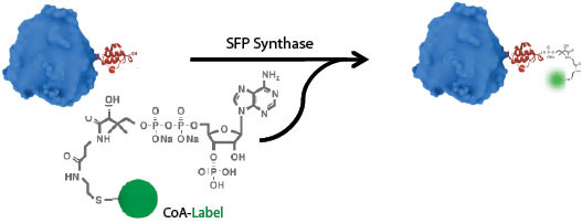 Figure 1:SFP labeling reaction