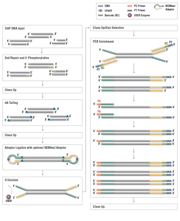 ChIP DNA Library Preparation Workflow for Illumina