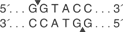 Acc65-I-cutsite_1