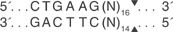Acu-I-cutsite_1_v1_000013