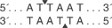 Ase-I-cutsite_1