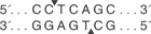 BbvC-I-cutsite_1
