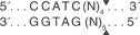 Bcc-I-cutsite-_1