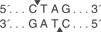 Bfa-I-cutsite_1