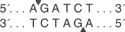 Bgl-II-cutsite_1