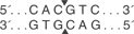 BmgB-I-cutsite_1_v1_000015