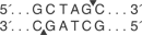 BmtI_cutsite