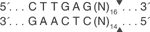 BpuE-I-cutsite_1_v1_000006