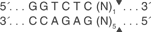 Bsa-I-cutsite_1