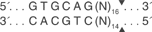 Bsg-I-cutsite_1_v1_000007
