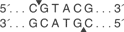 BsiW-I-cutsite_1