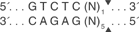 BsmA-I-cutsite_1