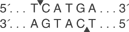 BspH-I-cutsite_1