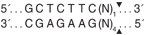 BspQI_cutsite