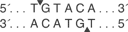 BsrG-I-HF-cutsite_1