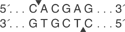 BssSaIcutsite_1