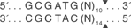 BtgZ-I-cutsite_1