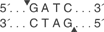 Dpn-II-cutsite_1