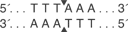Dra-I-cutsite_1