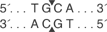 HpyCH4-V-cutsite_1_v1_000018
