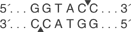 Kpn-I-cutsite_1_v1_000021