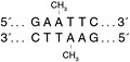 M0211EcoRIMethyl_thumb