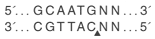 NbBsrDI_cutsite
