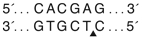 NbBssSIcutsite for Web2
