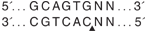 NbBtsI-cutsite