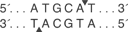 Nsi-I-HF-cutsite_1