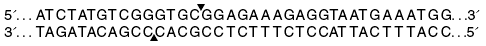PI-SCEI