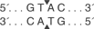 Rsa-I-cutsite_1