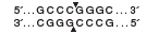 SrfI cutsite