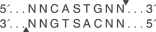 TspR-I-cutsite_1