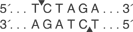 Xba-I-cutsite_1