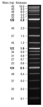 value table log2 Plus NEB 1 Load®  kb Quick DNA  Ladder