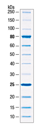 Unstained Protein Ladder; Broad Range (10-250 kDa) | NEB