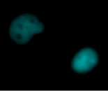 Figure 1: Live CHO-K1 expressing nuclear histone H2B-SNAP (H2B-SNAP) were labeled with SNAP-Cell™ 430 (aqua).