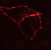 Figure 1: Live COS-7 cells transiently transfected with pSNAP-ADRβ2