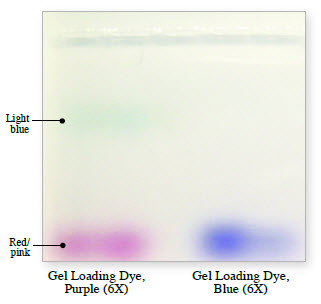 dye composition loading of 6x DNA NEB  Gel Loading Dye