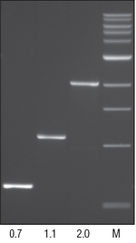 Amplification of Jurkat genomic DNA with Deep Vent DNA Polymerase.