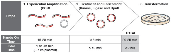 Figure 1: Site-specific mutagenesis proceeds in less than 2 hours.