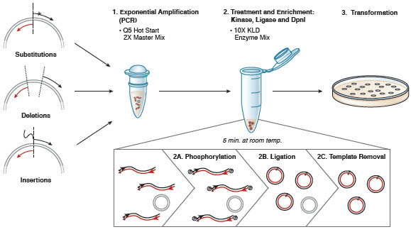 Figure 2: Q5 Site-Directed Mutagenesis Overview.