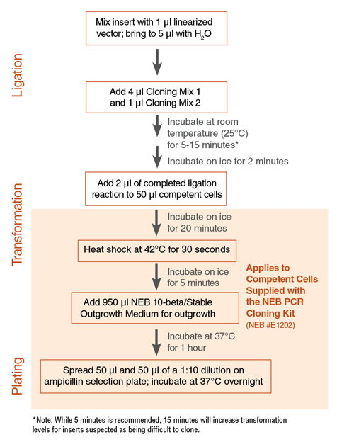 Neb Pcr Cloning Kit Neb