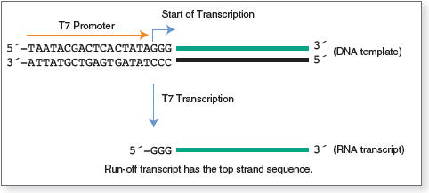 Figure 1. Transcription by T7 RNA Polymerase